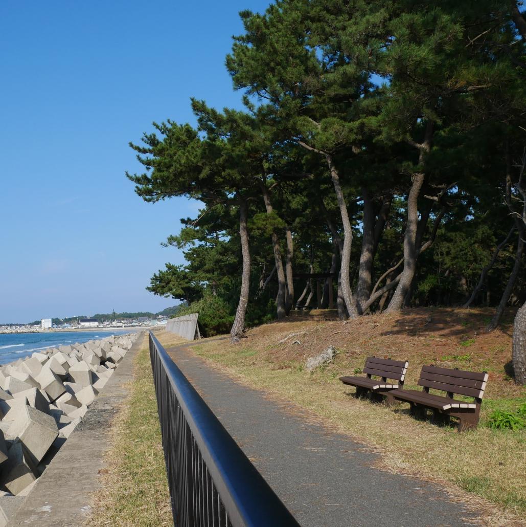 美しい松林と大海原を満喫「さつき松原遊歩道」の画像